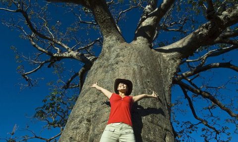 Boab Tree Kimberley