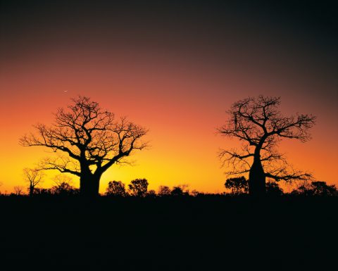 Boab Sunset